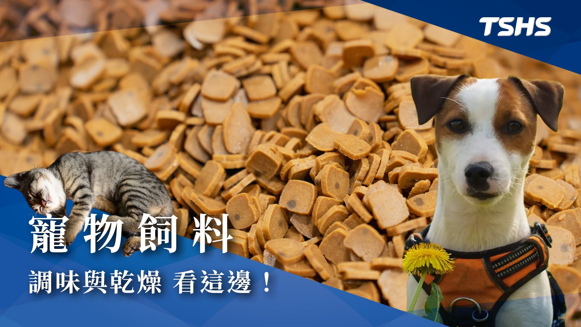 寵物飼料市場快速增長：龐大潛力與商機